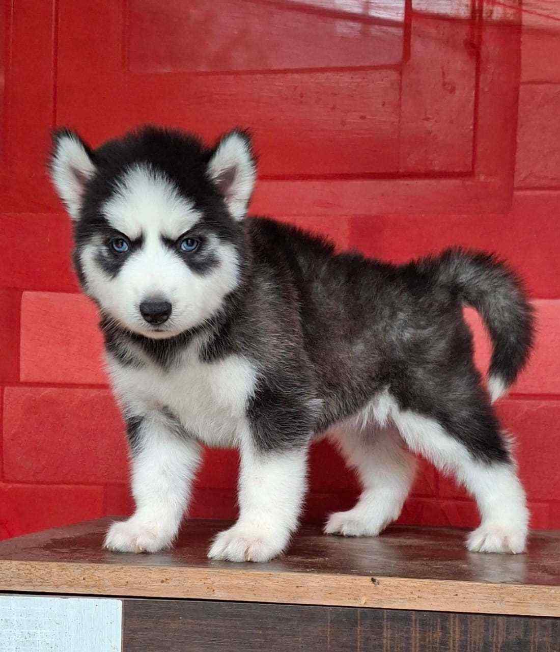 Siberian Husky For Sale In Vijayawada