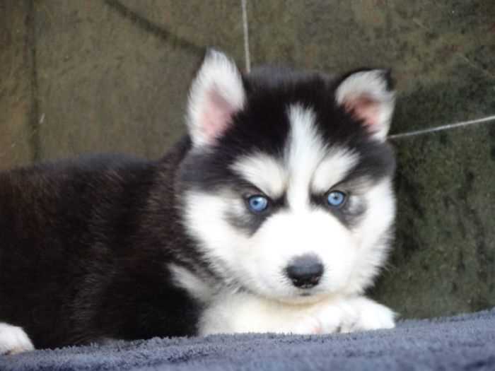 Siberian Husky For Sale In Vijayawada