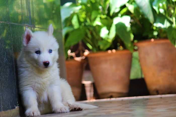 Siberian Husky For Sale In Vijayawada