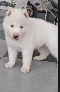 Siberian Husky For Sale In Thrissur