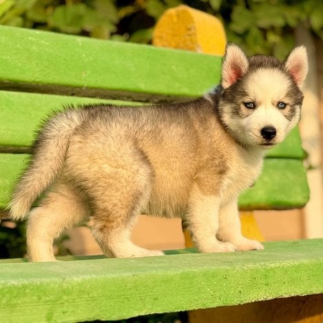 Siberian Husky For Sale In Thrissur