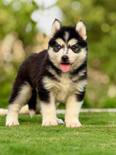 Siberian Husky For Sale In Thrissur
