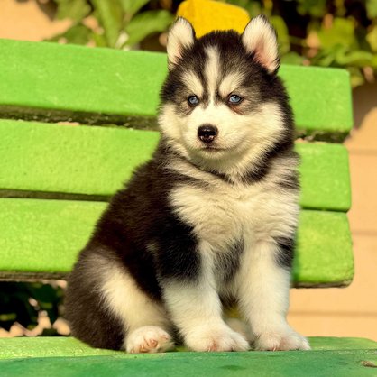 Siberian Husky For Sale In Srinagar JK