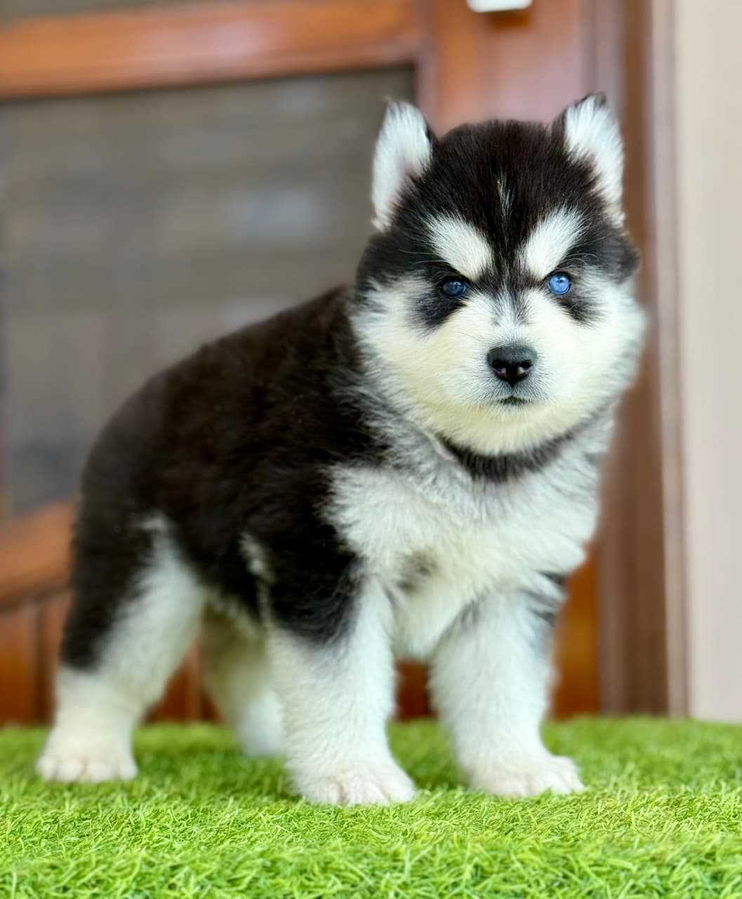 Siberian Husky For Sale In Aurangabad MH