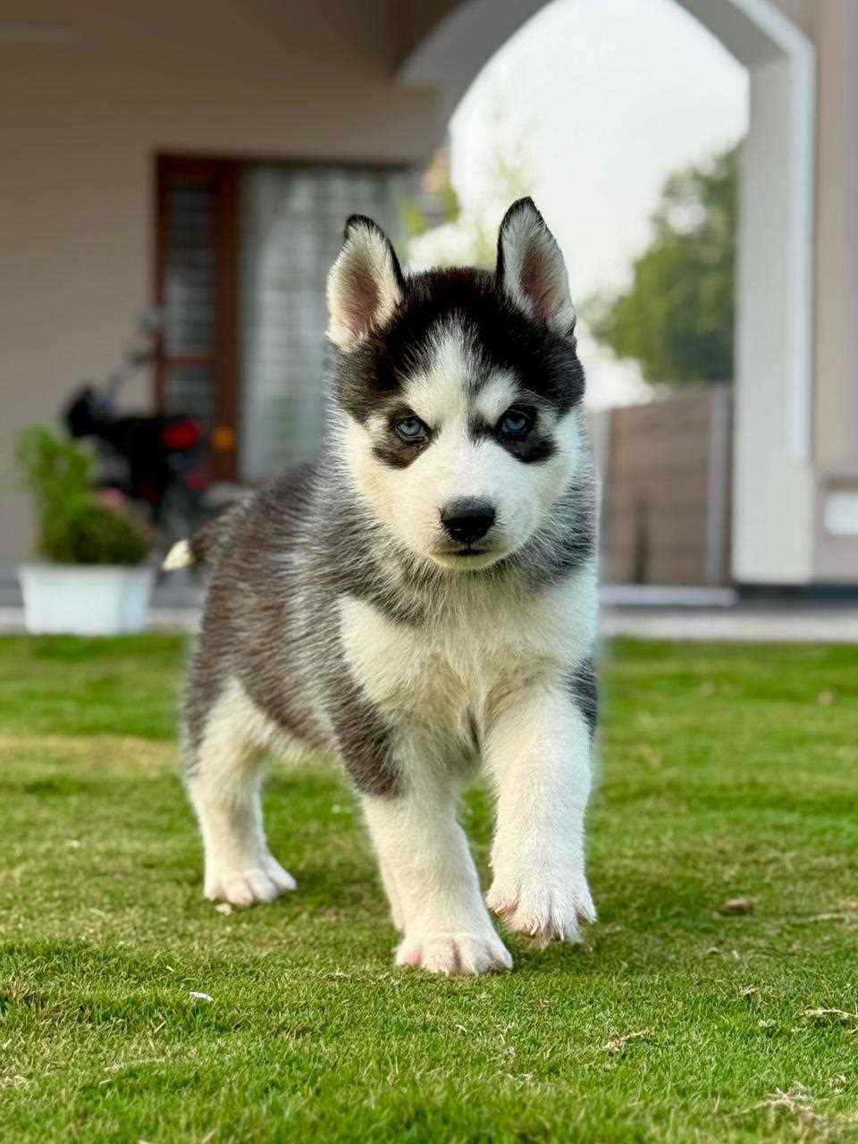 Siberian Husky For Sale In Aurangabad MH