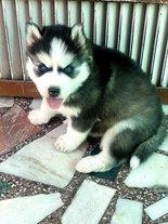 Siberian Husky For Sale In Aurangabad MH