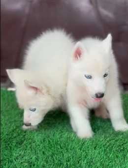 Siberian Husky For Sale In Aurangabad MH