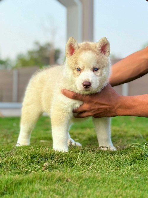 Siberian Husky For Sale In Aurangabad MH
