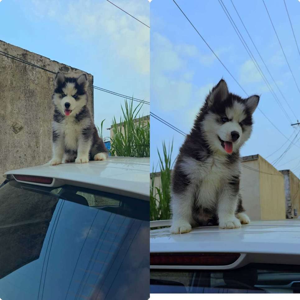 Siberian Husky For Sale In Aurangabad MH