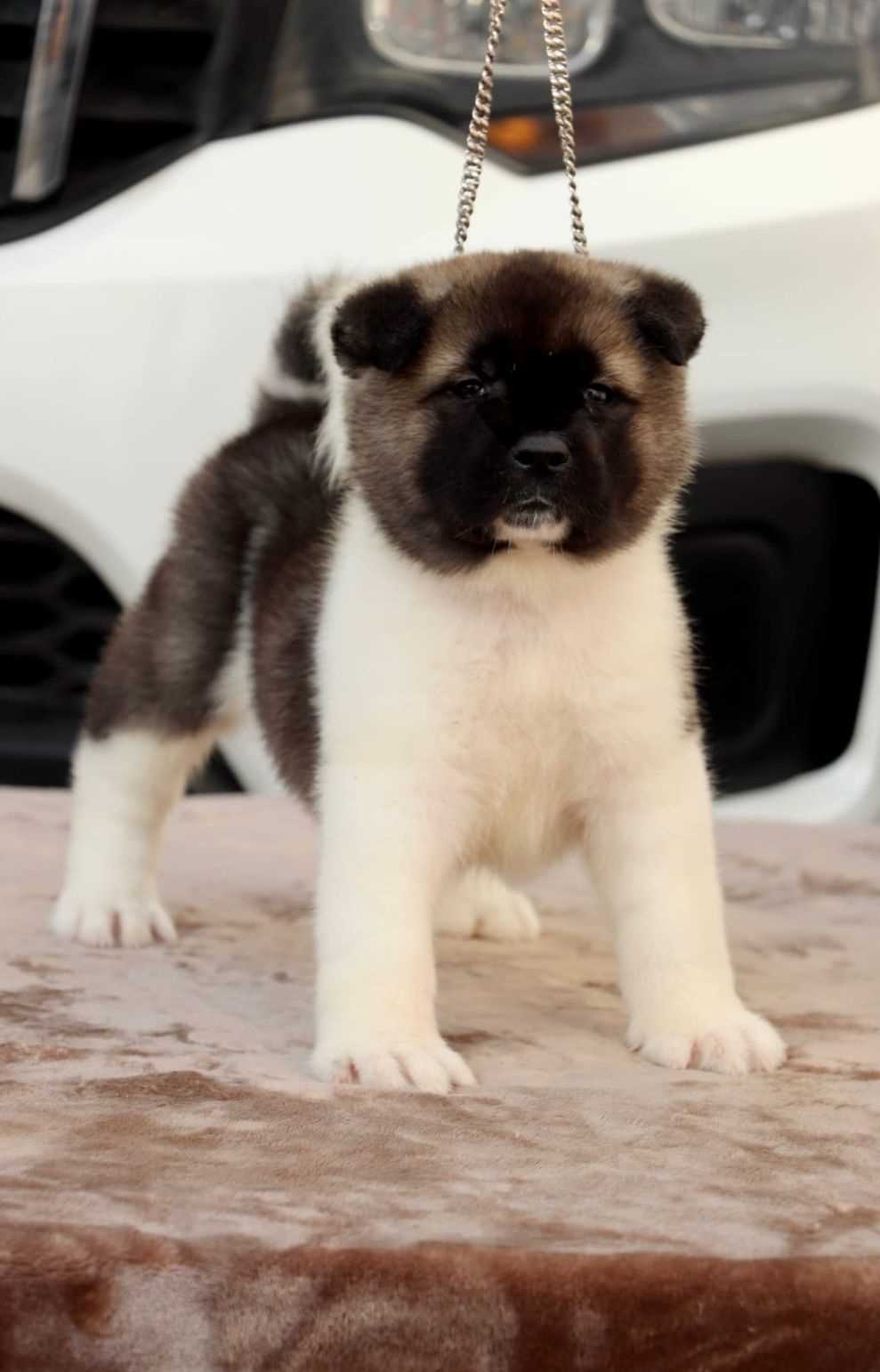 Akita For Sale In Pune