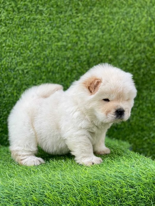 Chow Chow For Sale In Bhubaneswar
