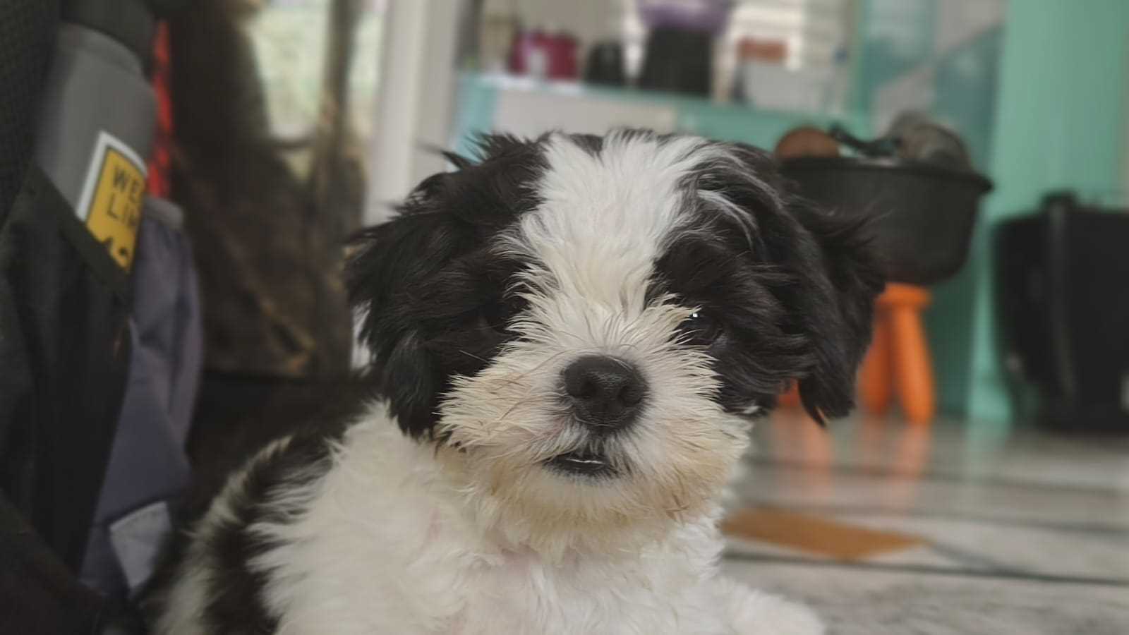 Shih Tzu For Sale In Bhopal