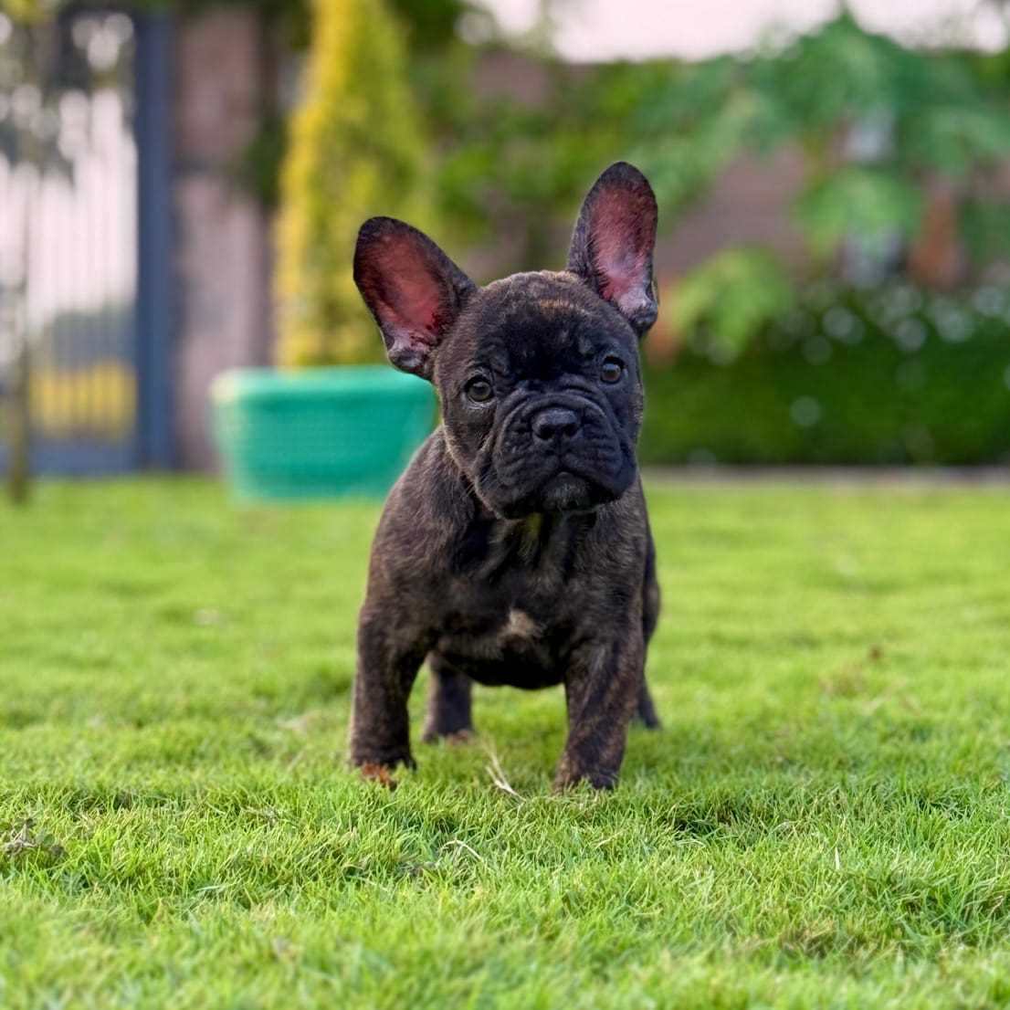 French Bulldog For Sale In Chennai