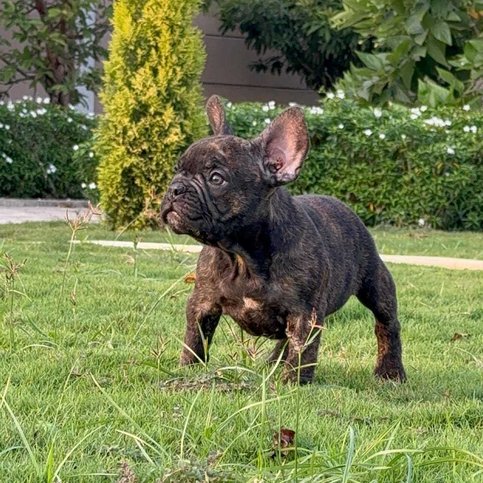 French Bulldog For Sale In Chennai