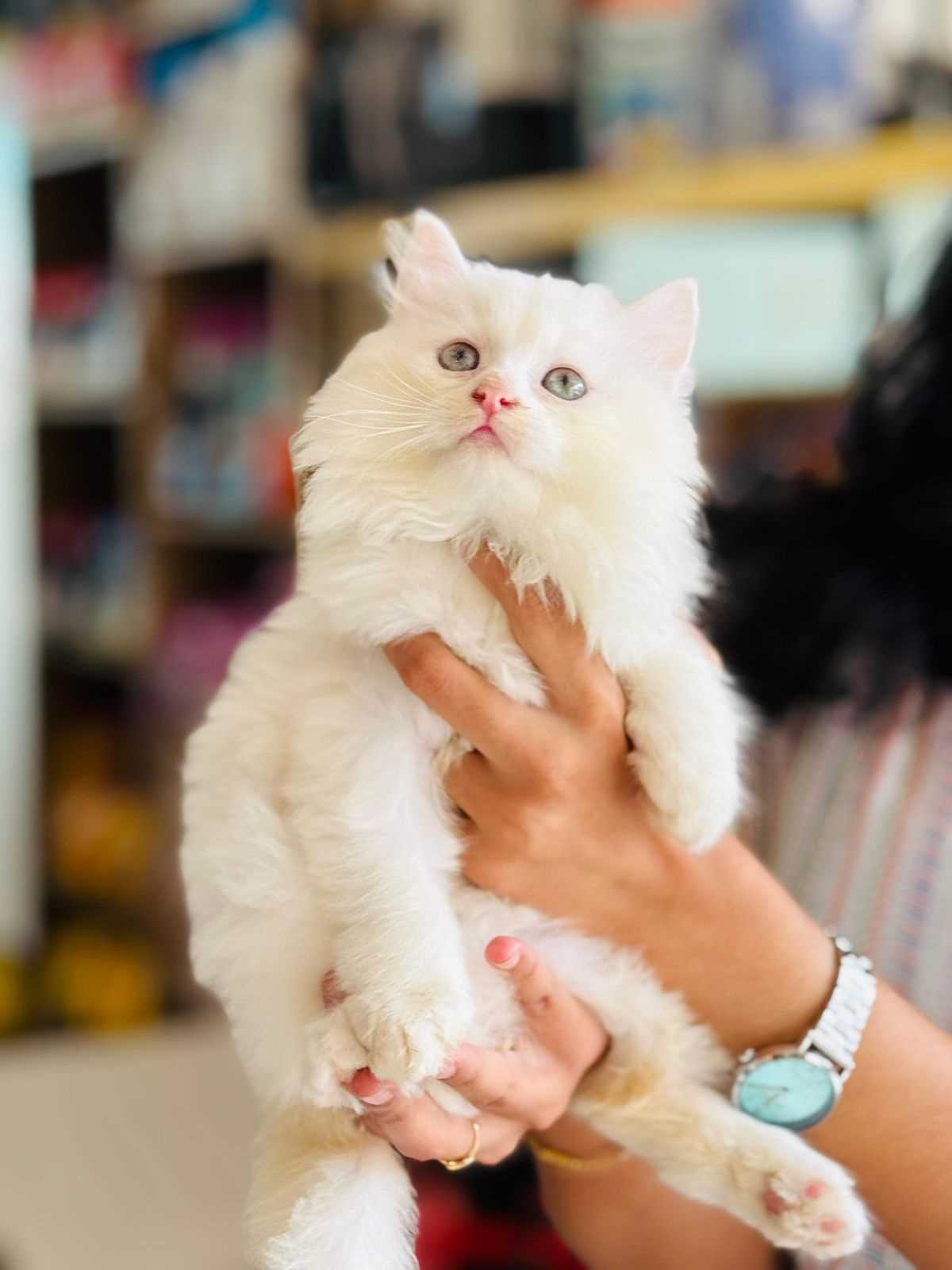 Persian For Sale In Vizag