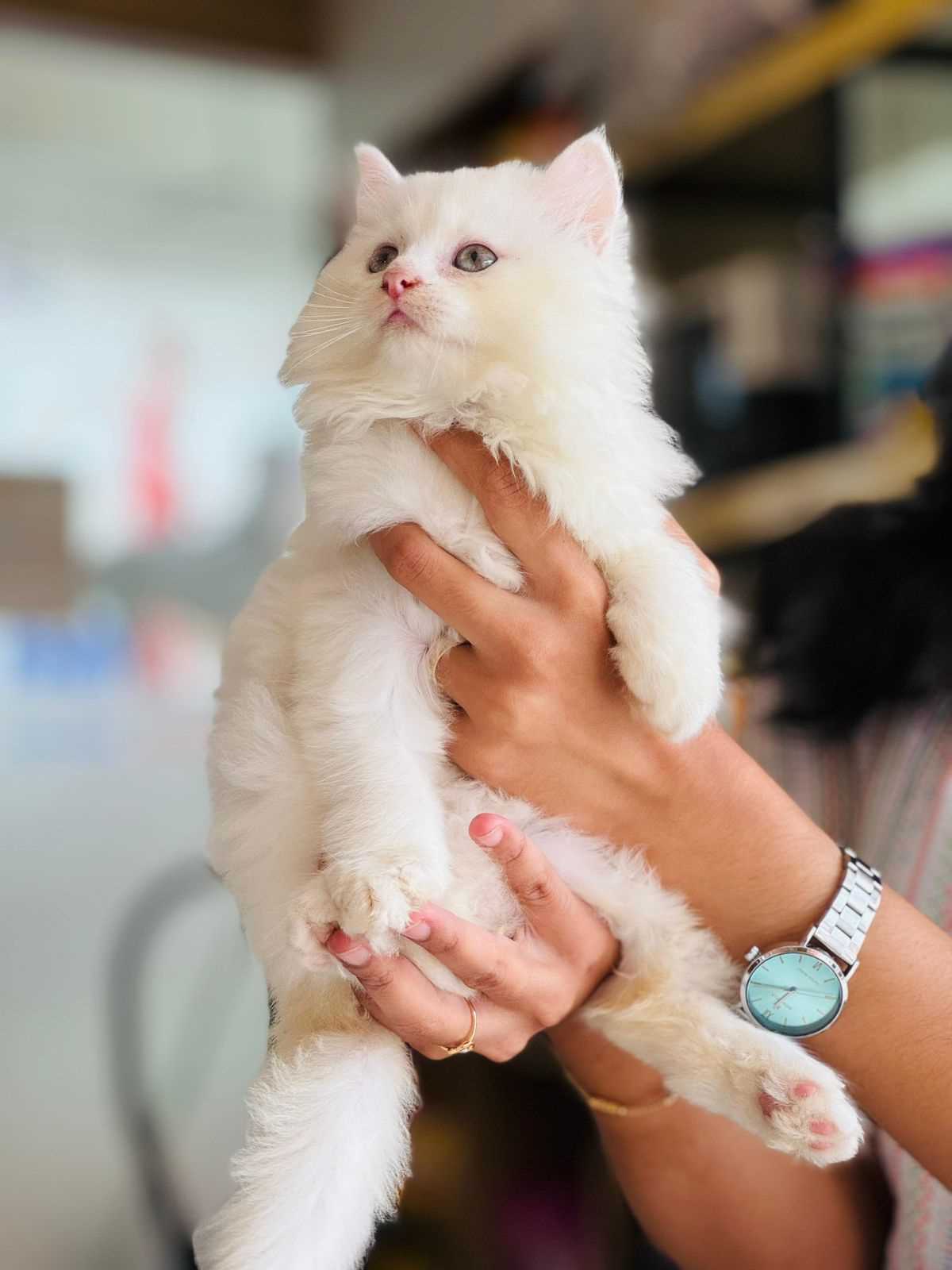 Persian For Sale In Vizag