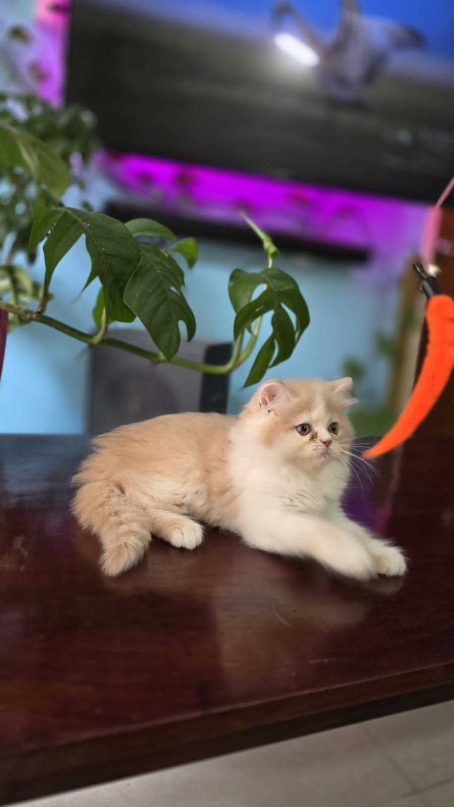 Persian For Sale In Chandigarh