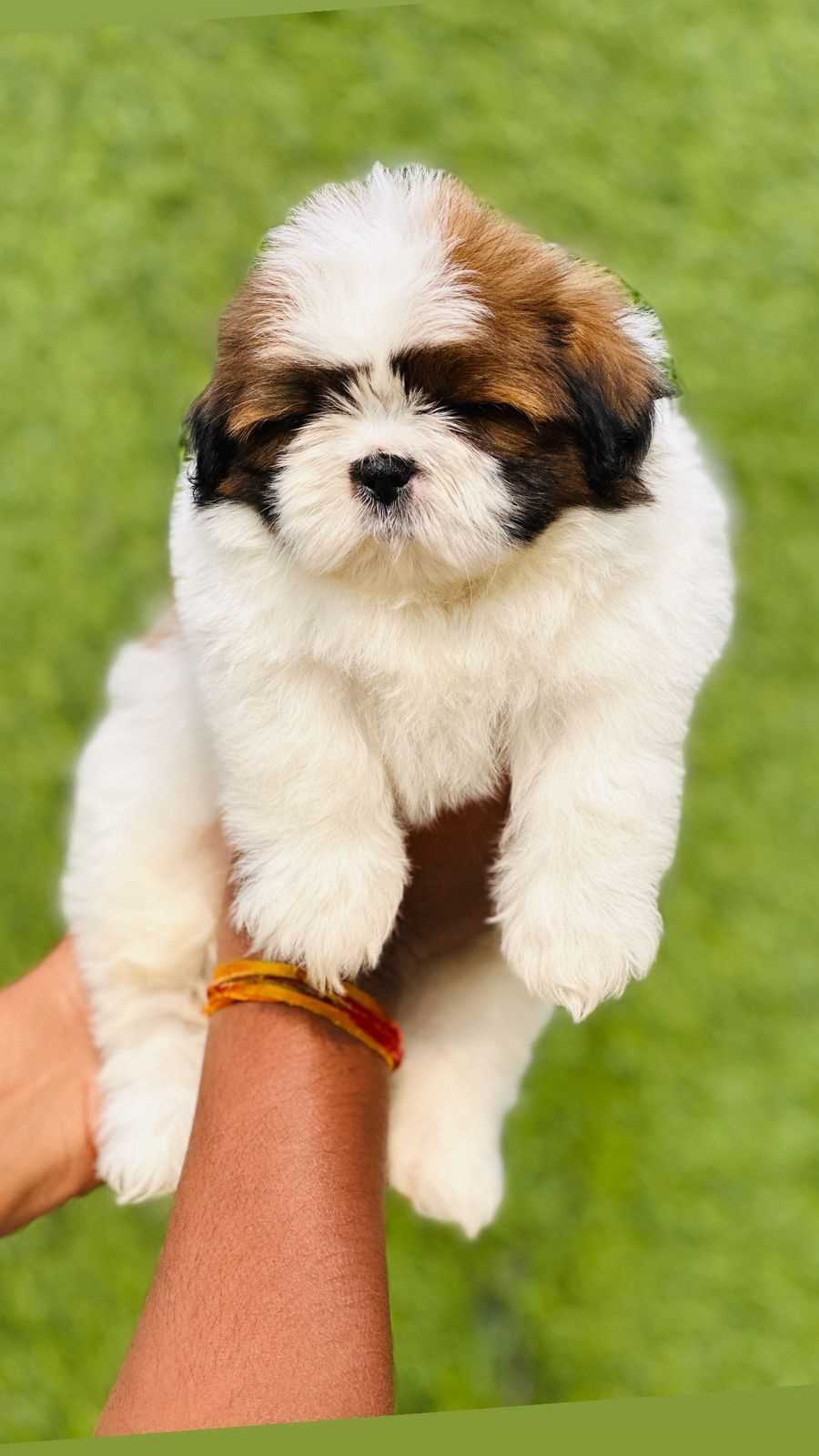 Shih Tzu For Sale In Chandigarh