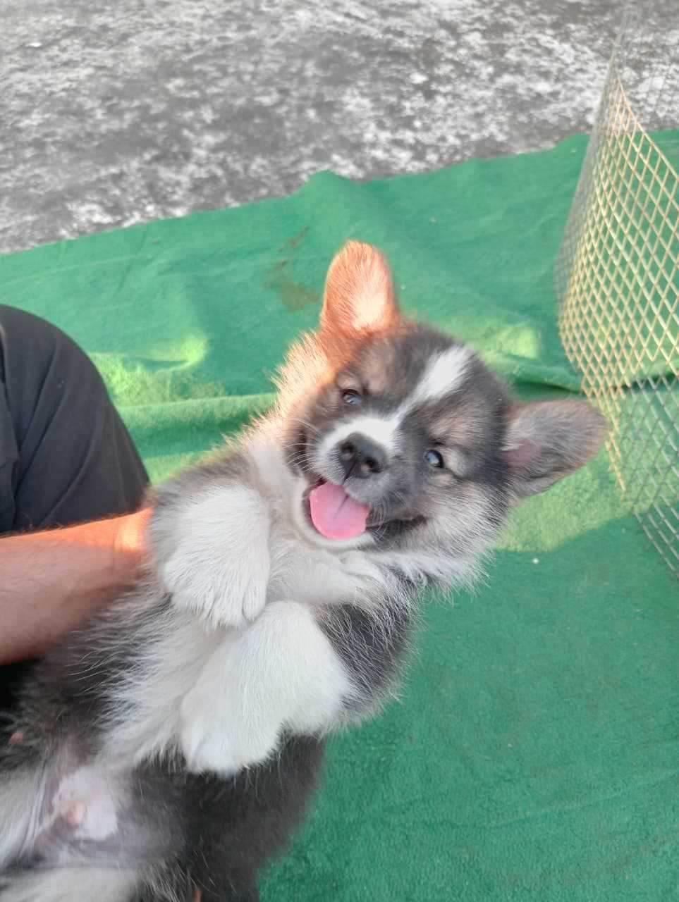 Pembroke Welsh Corgi For Sale In Jaipur