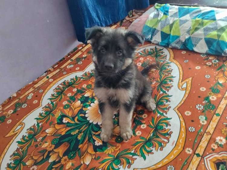 German Shepherd For Sale In Mysore