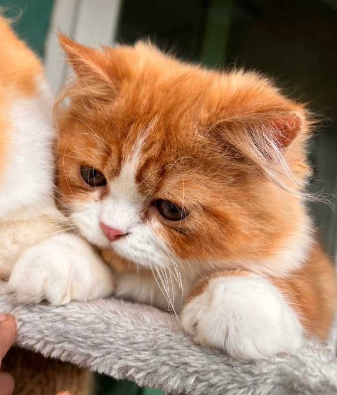 Persian For Sale In Vizag