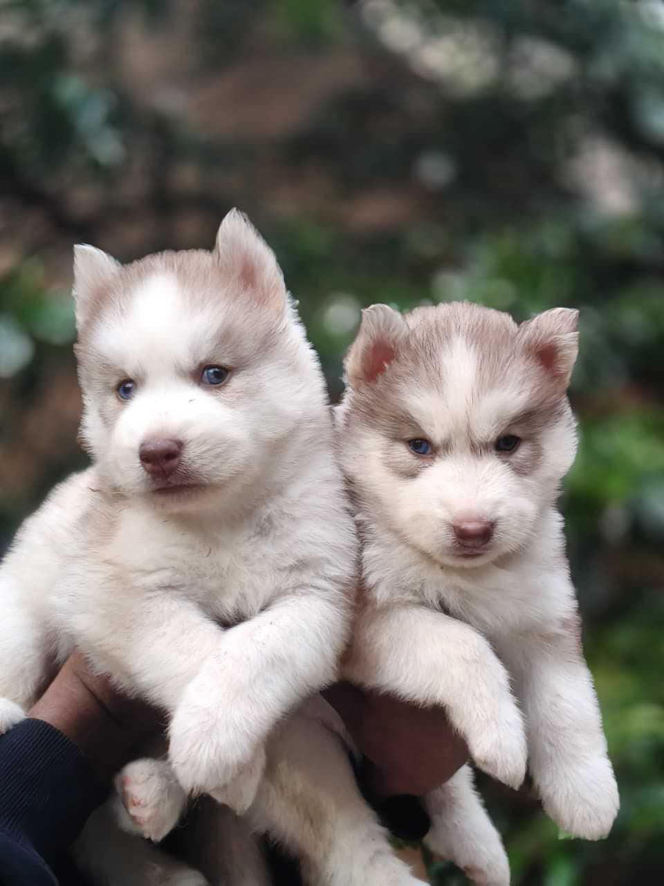 Siberian Husky For Sale In Chandigarh