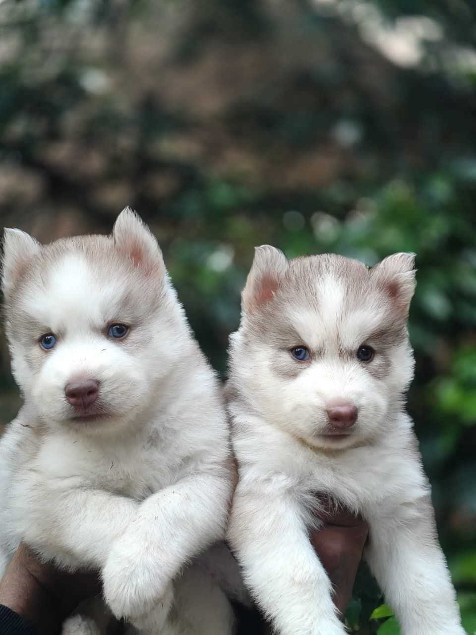 Siberian Husky For Sale In Chandigarh