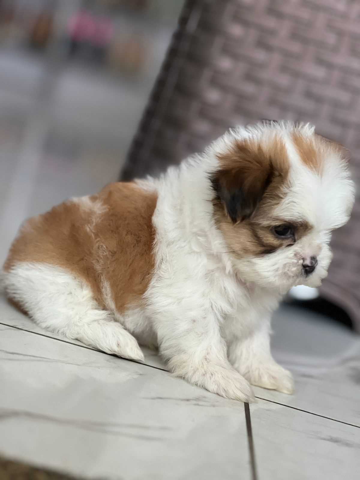 Shih Tzu For Sale In Chandigarh