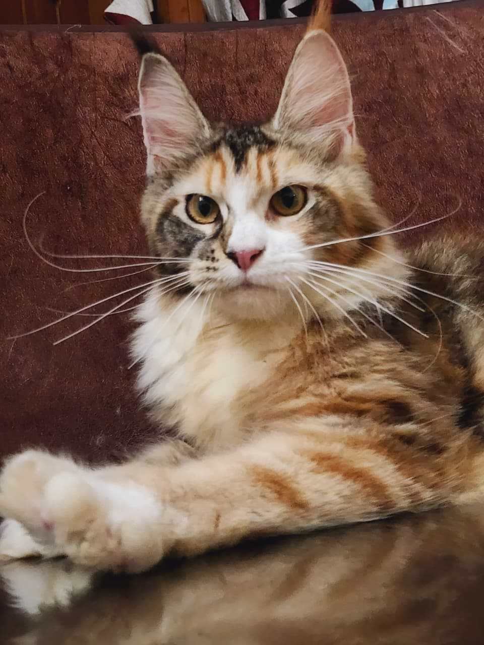 Maine Coon For Sale In Kolkata