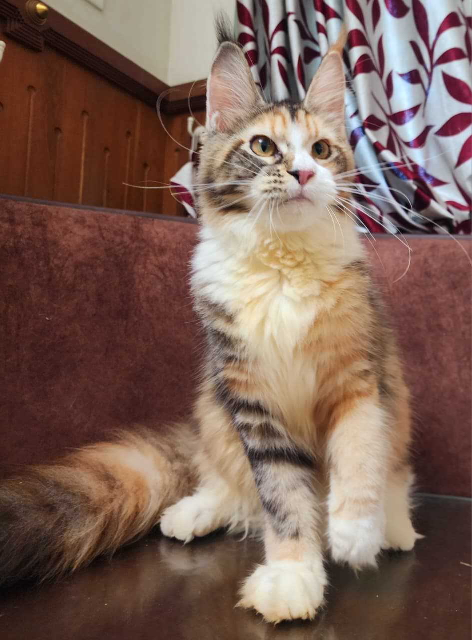 Maine Coon For Sale In Kolkata