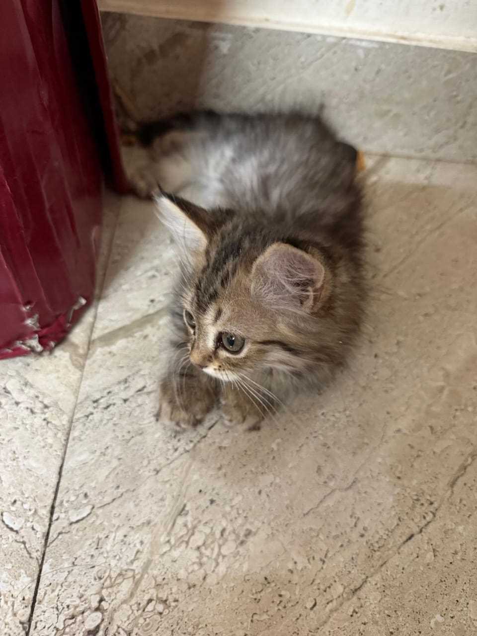 Siberian For Sale In Chandigarh