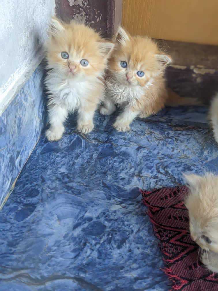Persian For Sale In Chandigarh