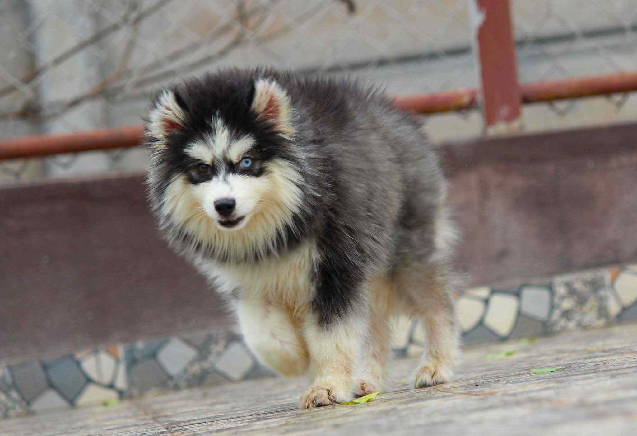 Siberian Husky For Sale In Noida