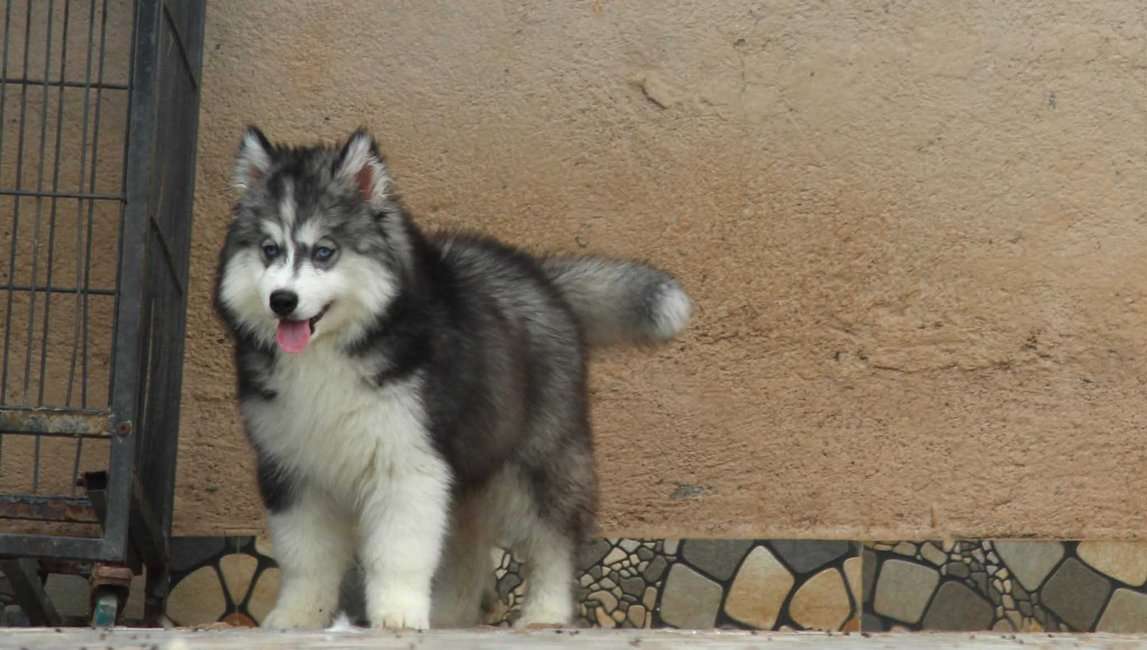 Siberian Husky For Sale In Noida