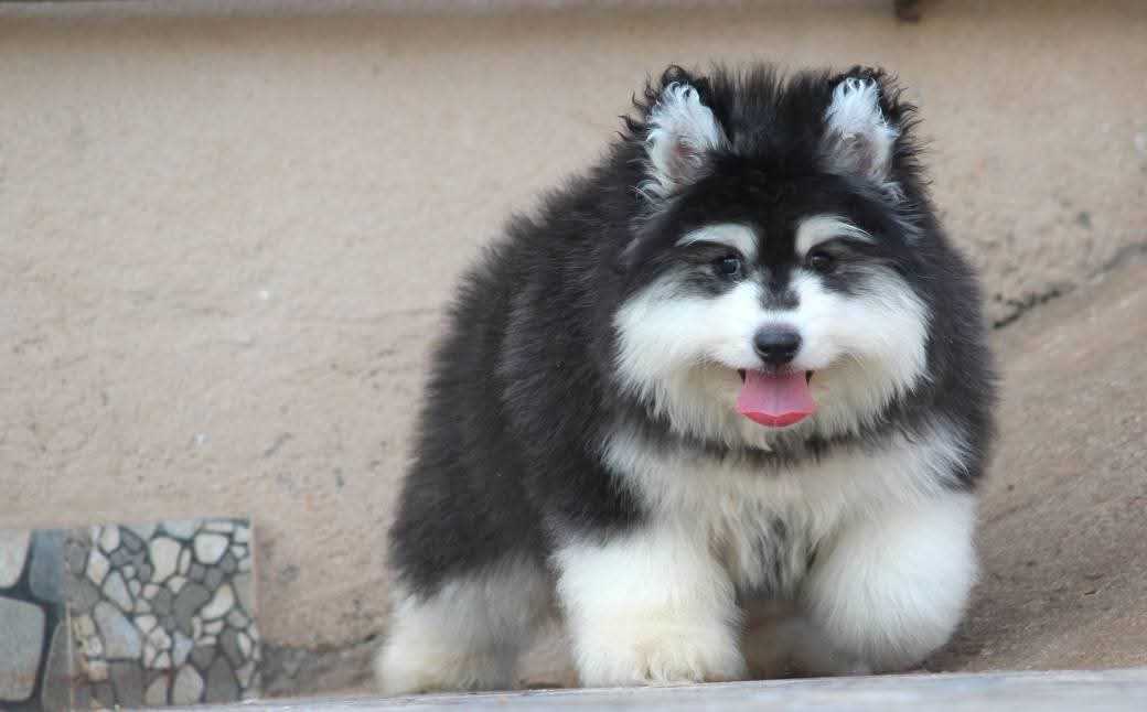 Siberian Husky For Sale In Noida