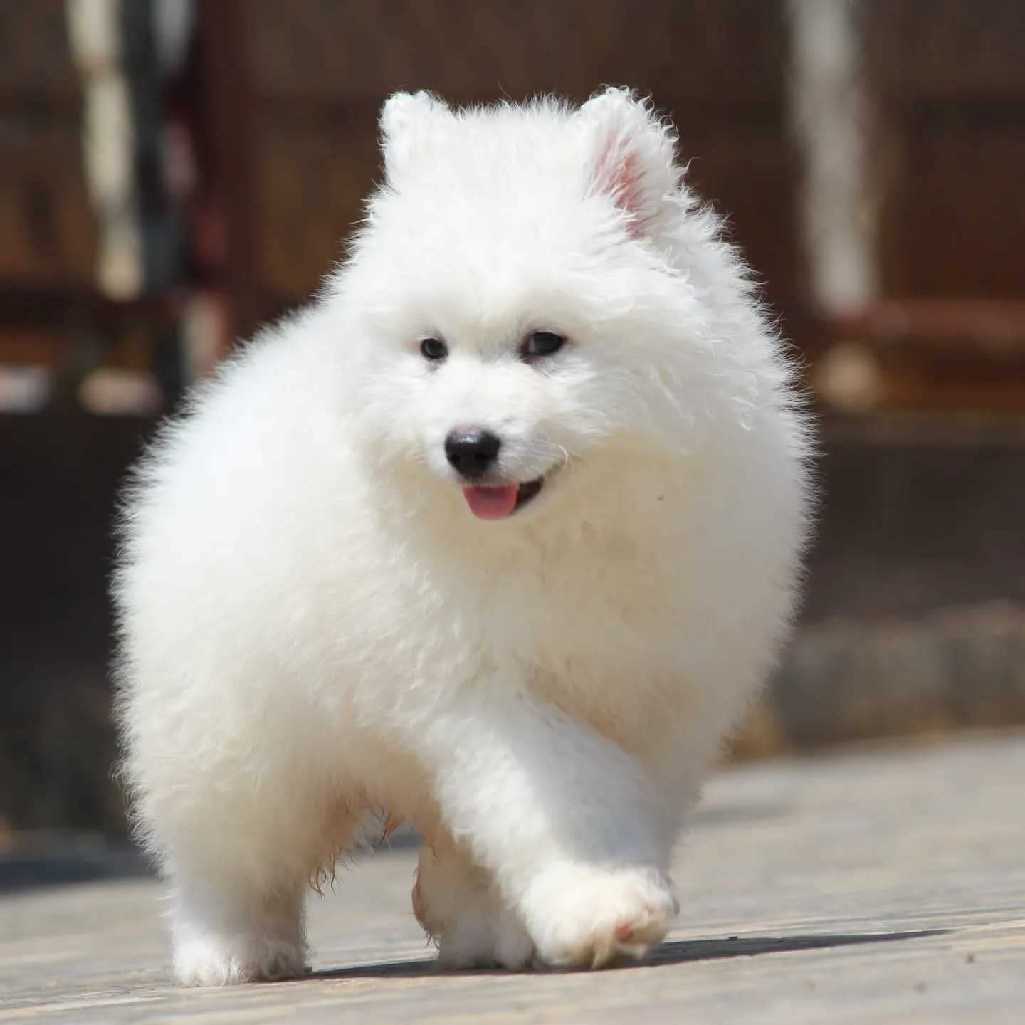 Siberian Husky For Sale In Noida
