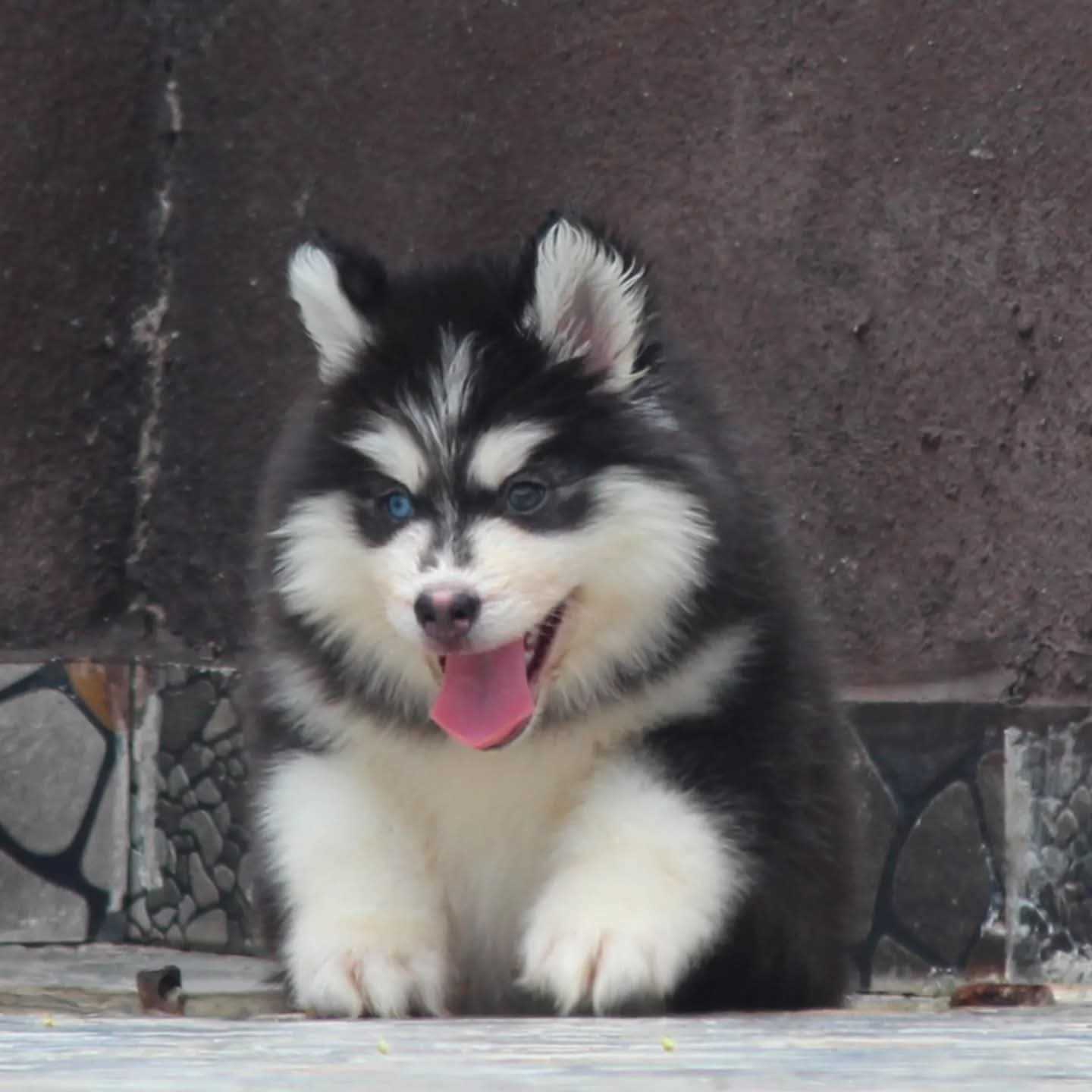 Siberian Husky For Sale In Noida