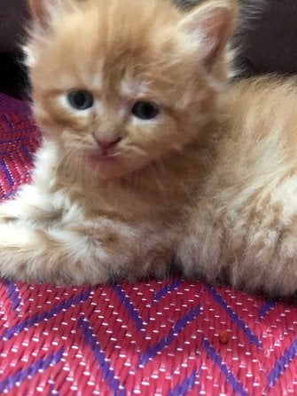 Persian For Sale In Hyderabad