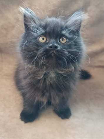 Persian For Sale In Ranchi