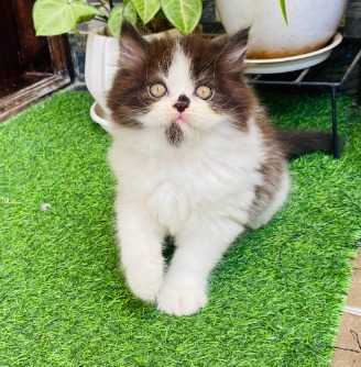 Persian For Sale In Ranchi
