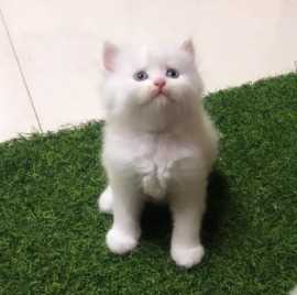 Persian For Sale In Ranchi