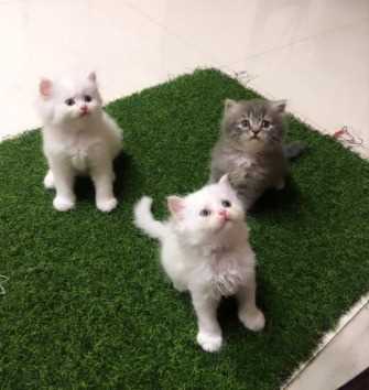 Persian For Sale In Ranchi