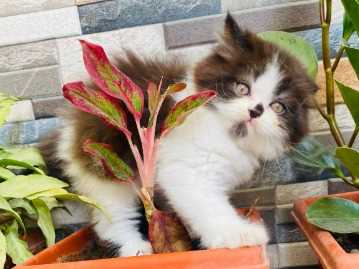 Persian For Sale In Ranchi