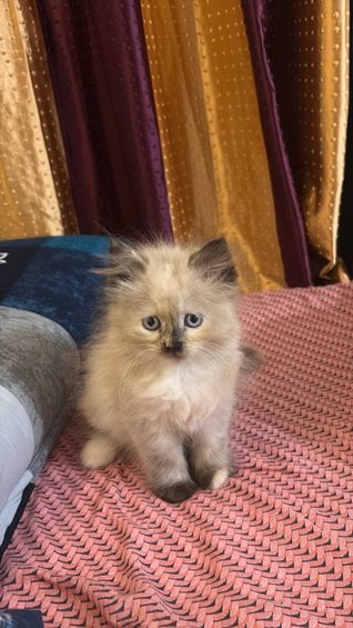 Himalayan For Sale In Mumbai