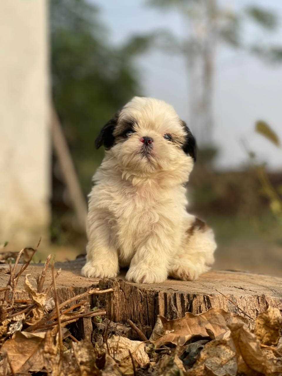 Shih Tzu For Sale In Chandigarh