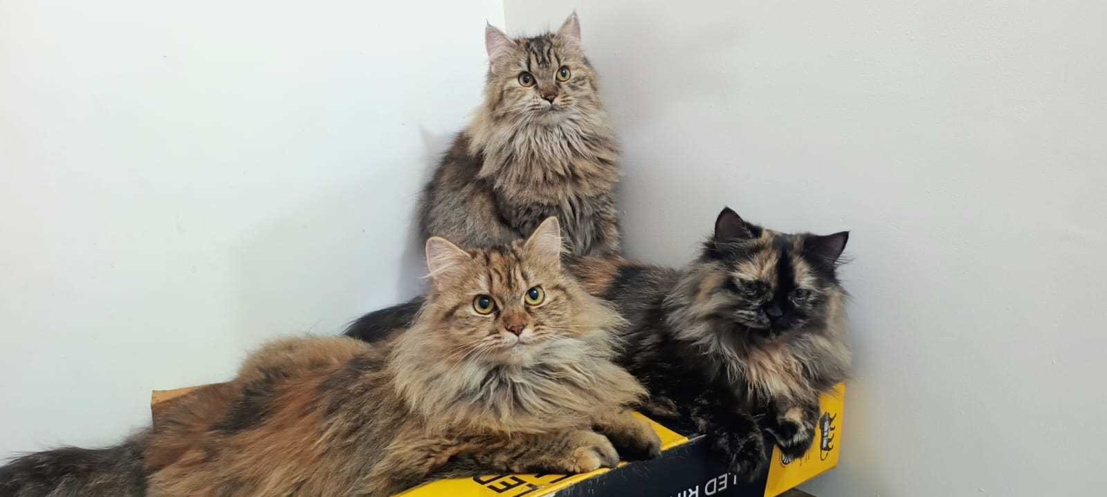 Siberian For Sale In Chennai