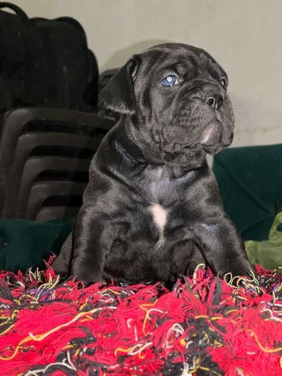 Cane Corso For Sale In Jaipur