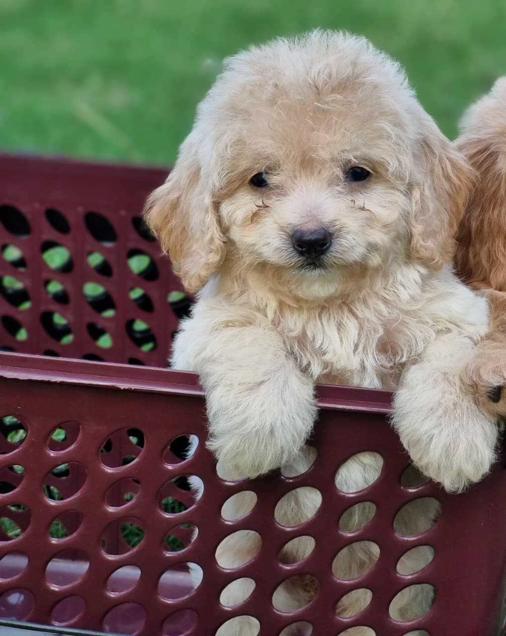 Maltipoo For Sale In Jaipur