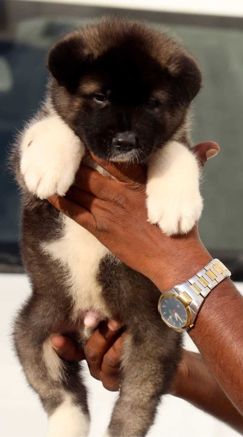 Akita For Sale In Coimbatore