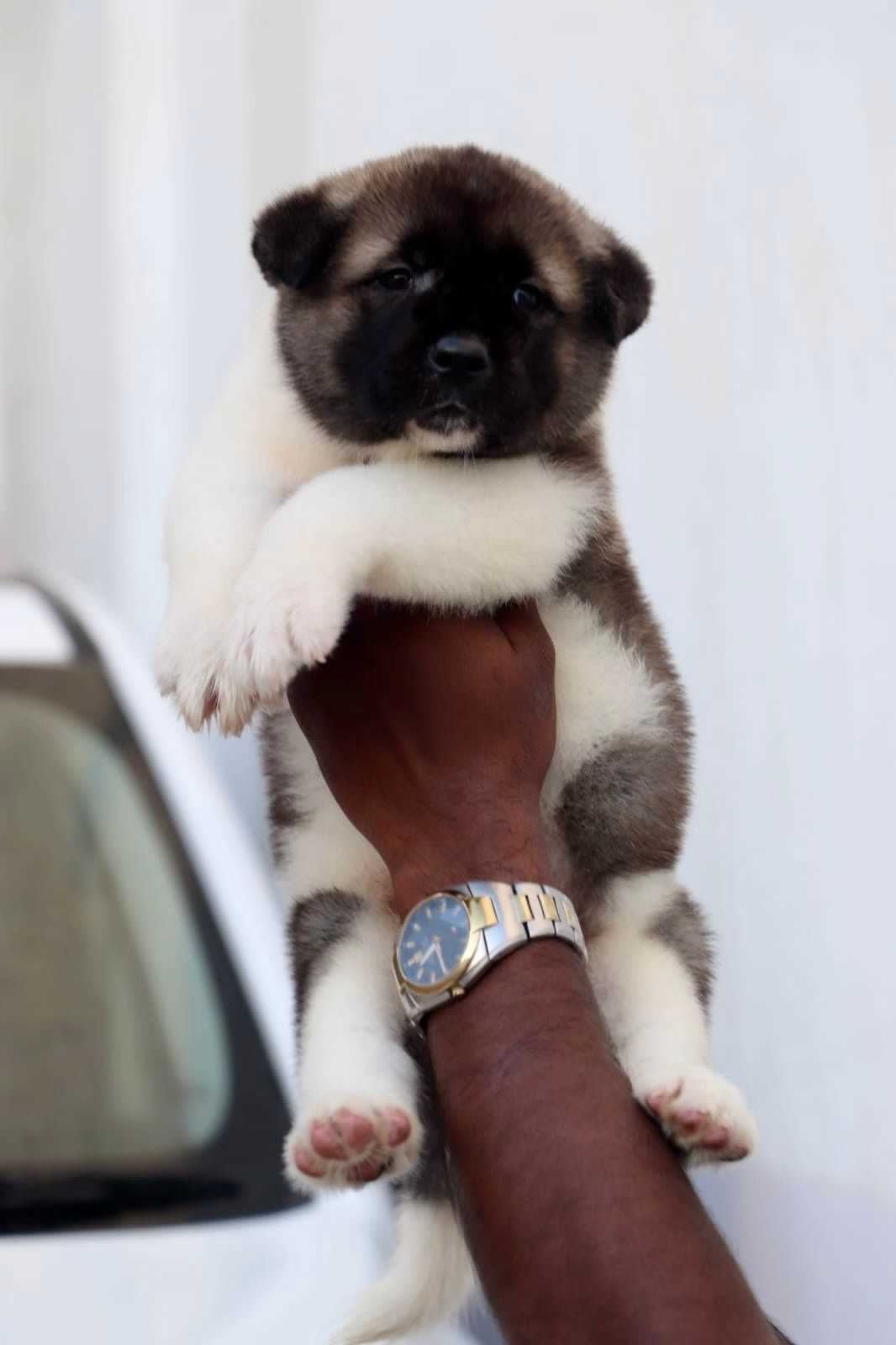 Akita For Sale In Coimbatore